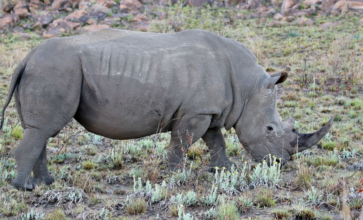Matingwe Rhino 3