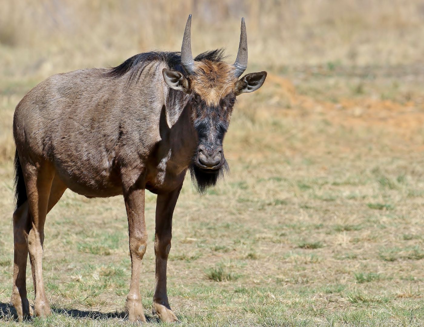 Matingwe Young Wildebeest