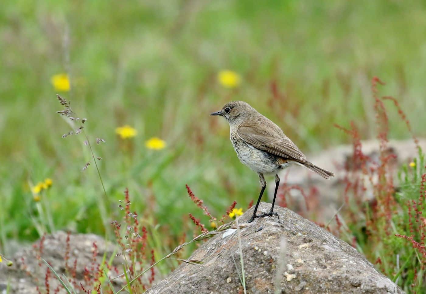 Sickle-winged Chat 2