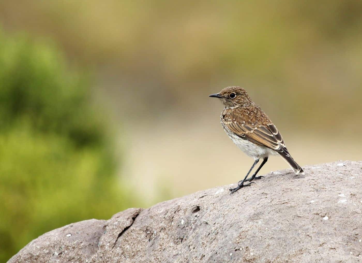 Sickle-winged Chat Juvenile