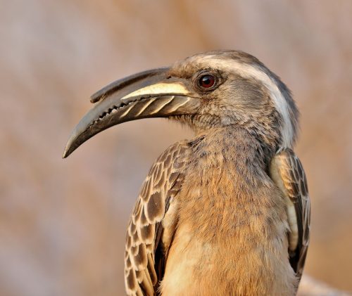 African Grey Hornbill - Male
