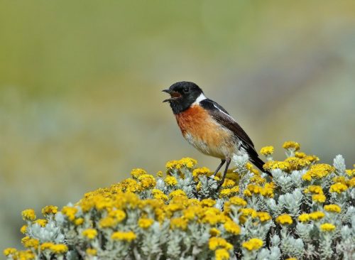 African Stonechat Male