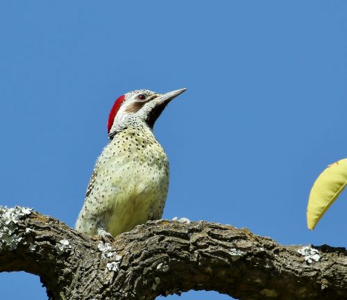 Bennett_s Woodpecker Female