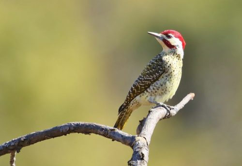 Bennett_s Woodpecker Male
