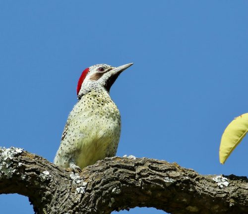 Bennett's Woodpecker Female