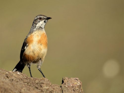 Drakensberg Rock-jumper Female