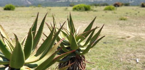 Mansfield Game Reserve - Aloe 01