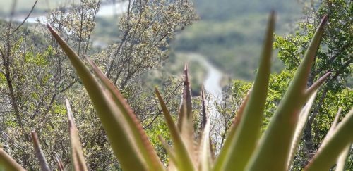 Mansfield Game Reserve - Aloe 02
