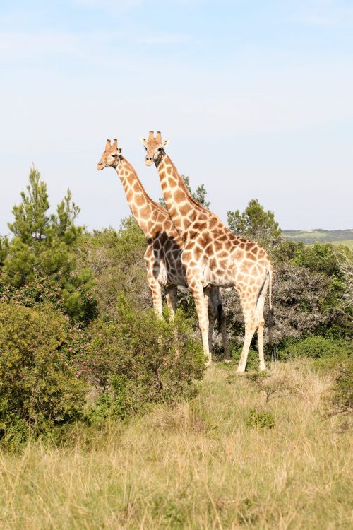 Mansfield Game Reserve - Giraffe 02