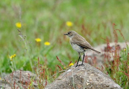 Sickle-winged Chat 2